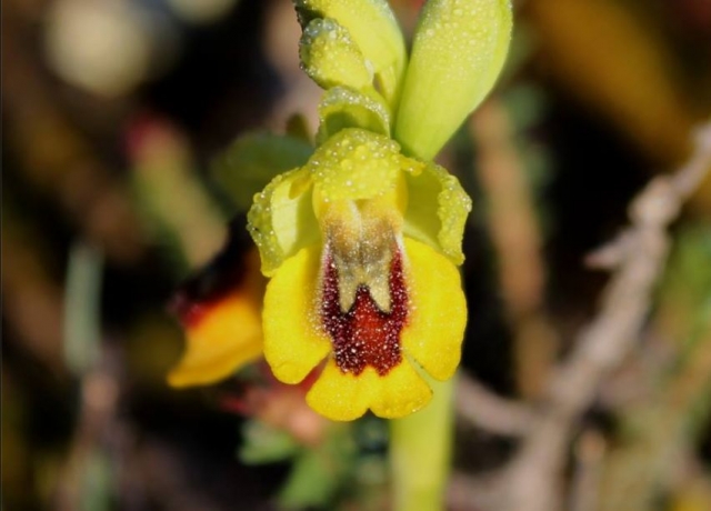 Fiore navarrese in primavera 